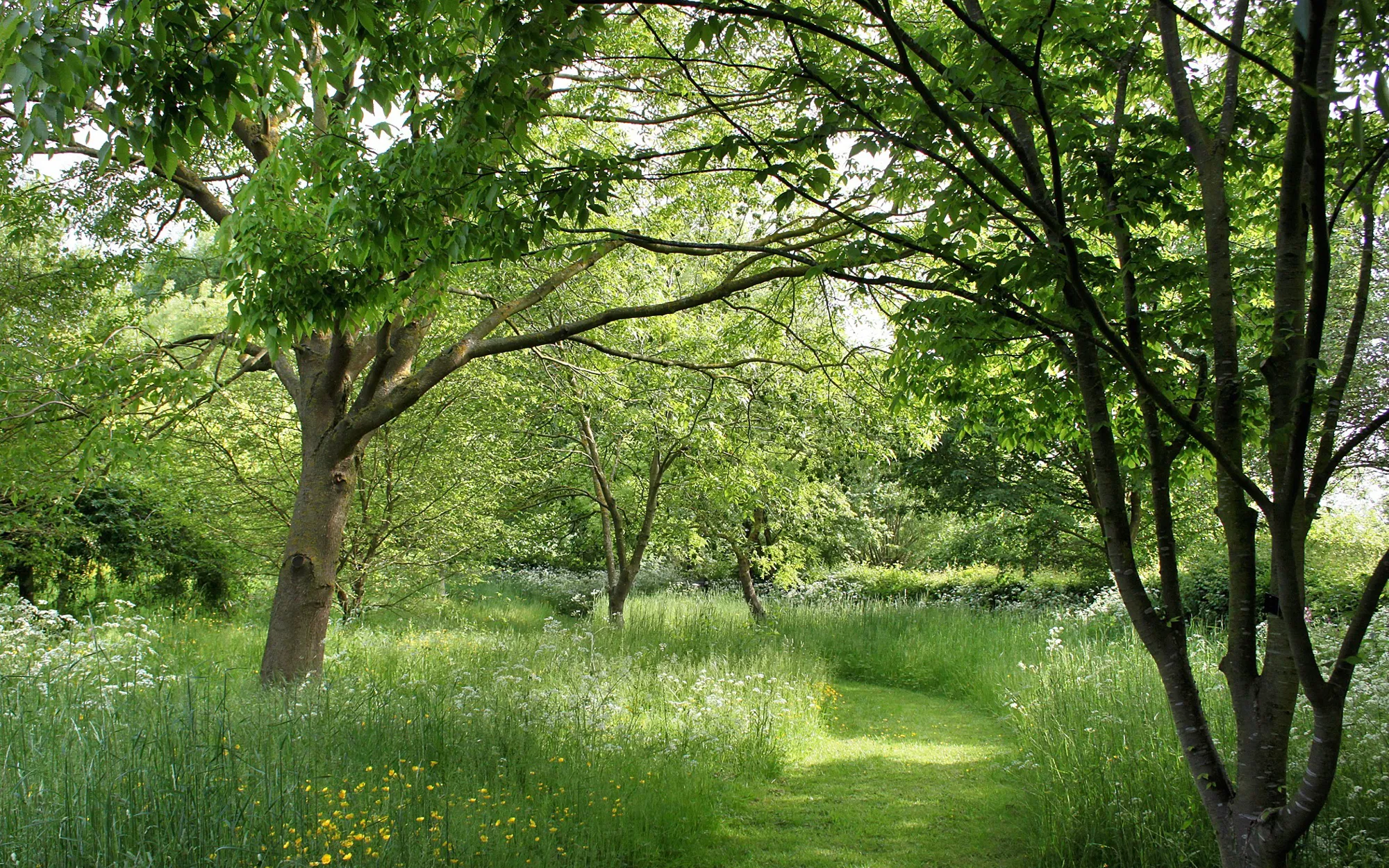 Native Broadleaf Trees Heart of England Forests